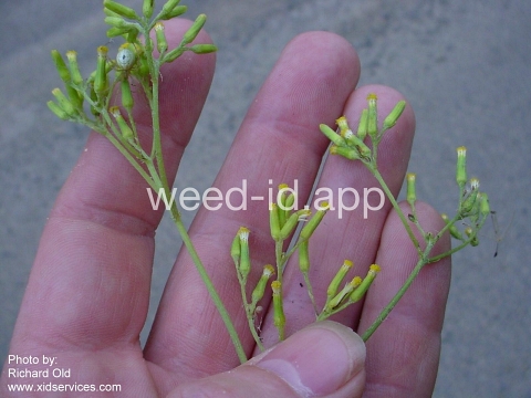 burnweed, Australian